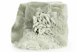 Selenite Crystal - Box Elder County, Utah #369284-1